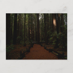Redwood Paradise Vykort