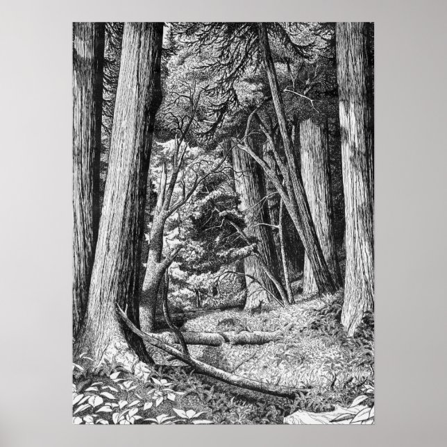 Redwood Park Poster (Framsidan)