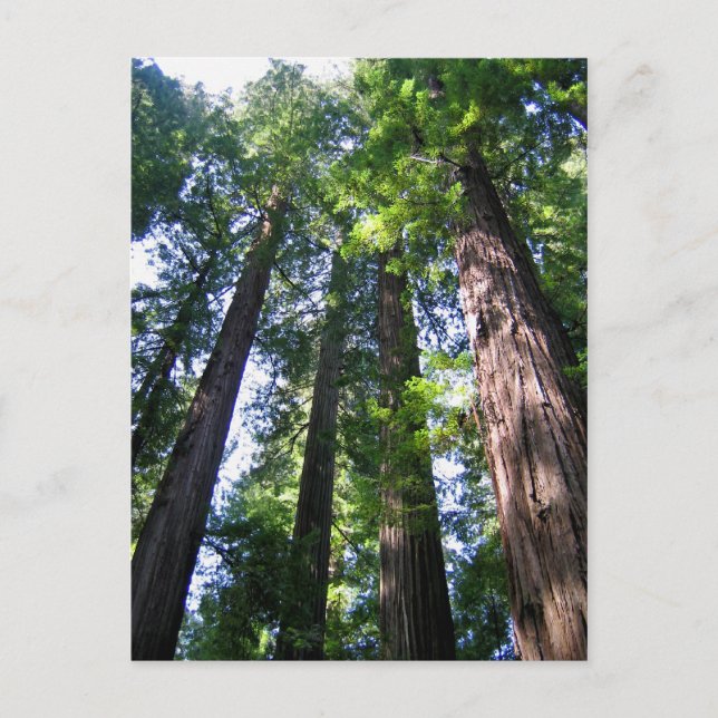 Redwood Postcard Vykort (Framsida)