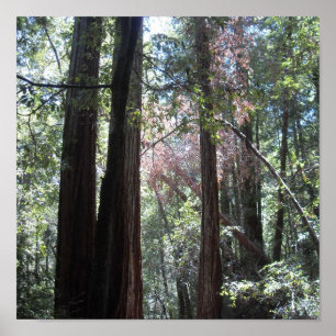 Redwood Poster