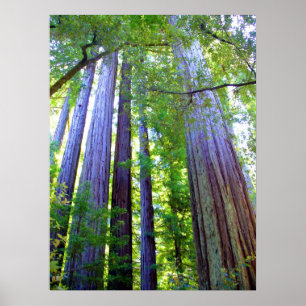 Redwood Poster