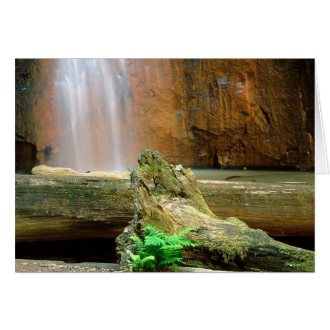 Redwood State Park, CA Hälsningskort (Framsidan Horizontal)