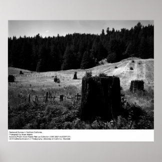 Redwood Stumps av Ansel Adams Poster
