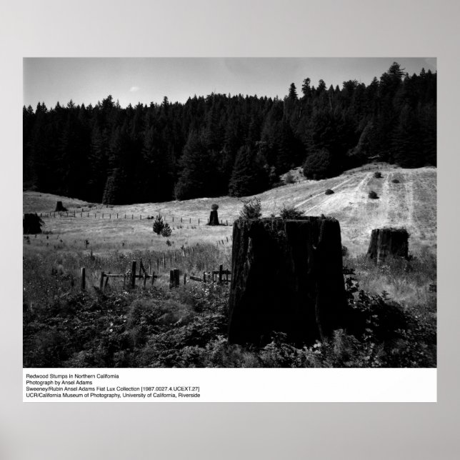 Redwood Stumps av Ansel Adams Poster (Framsidan)