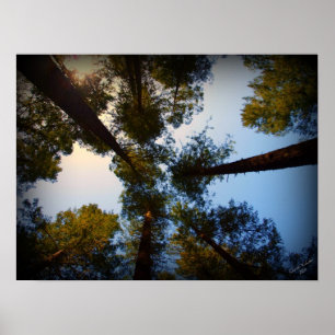 Redwood Tittar upp Poster