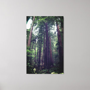 Redwood Träd #1 Canvas