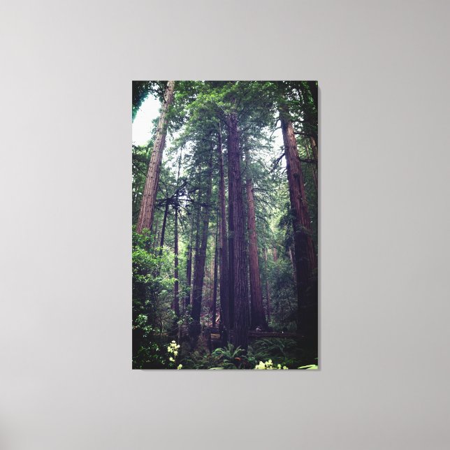 Redwood Träd #1 Canvas (Framsida)