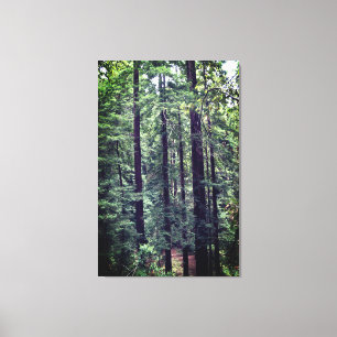 Redwood Träd #2 Canvas