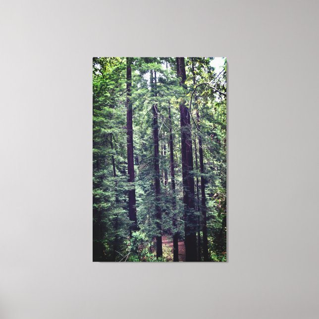 Redwood Träd #2 Canvas (Framsida)