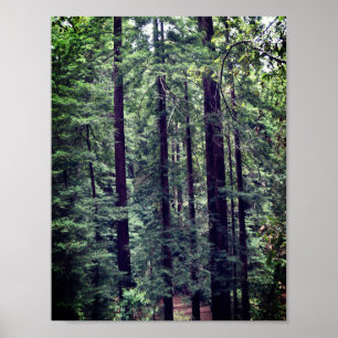 Redwood Träd #2 Poster