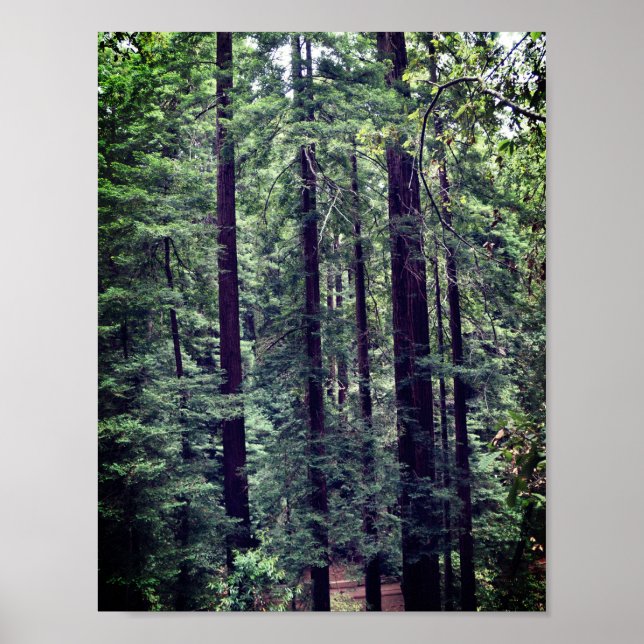 Redwood Träd #2 Poster (Framsidan)
