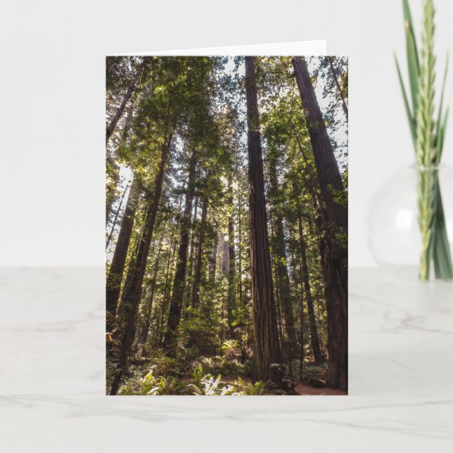 Redwood Träd - Blank hälsningskort Kort (Framsida)