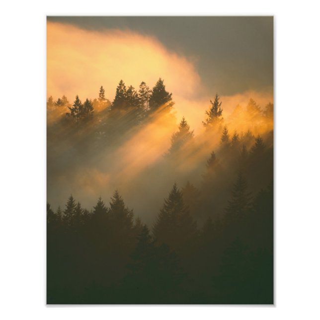 Redwood träd i kustdimma, Marin County, Fototryck (Framsidan)