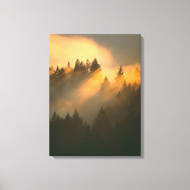 Redwood-träd i kustnära dimma, Marin County, Canvastryck (Framsida)