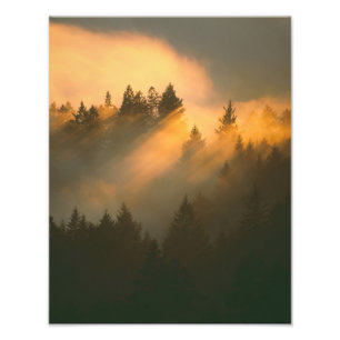 Redwood-träd i kustnära dimma, Marin County, Fototryck
