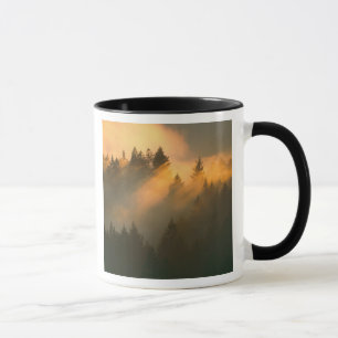 Redwood-träd i kustnära dimma, Marin County, Mugg