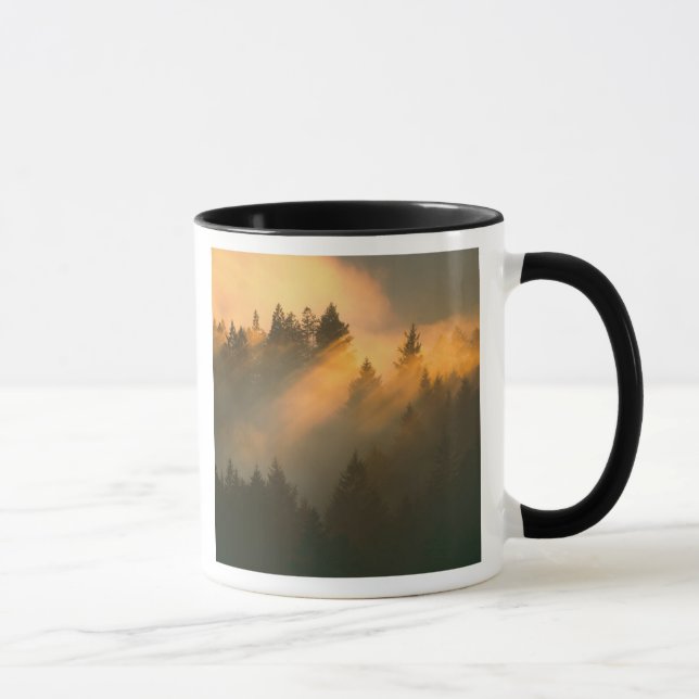 Redwood-träd i kustnära dimma, Marin County, Mugg (Höger)
