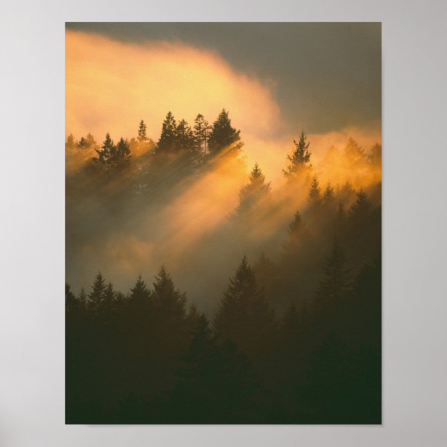 Redwood-träd i kustnära dimma, Marin County, Poster (Framsidan)
