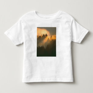Redwood-träd i kustnära dimma, Marin County, Tee