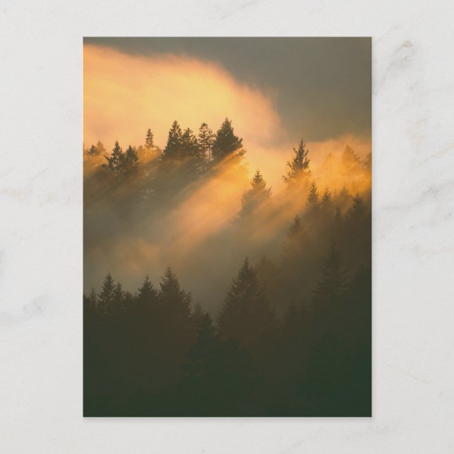 Redwood-träd i kustnära dimma, Marin County, Vykort (Framsida)