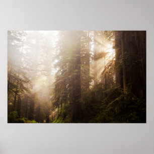 Redwood Träd i morgonfog med solstrålning Poster