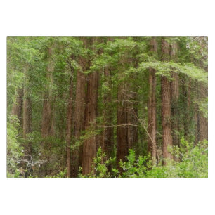 Redwood-träd i Muir Woods National Monument