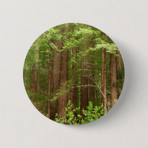 Redwood-träd i Muir Woods National Monument Knapp