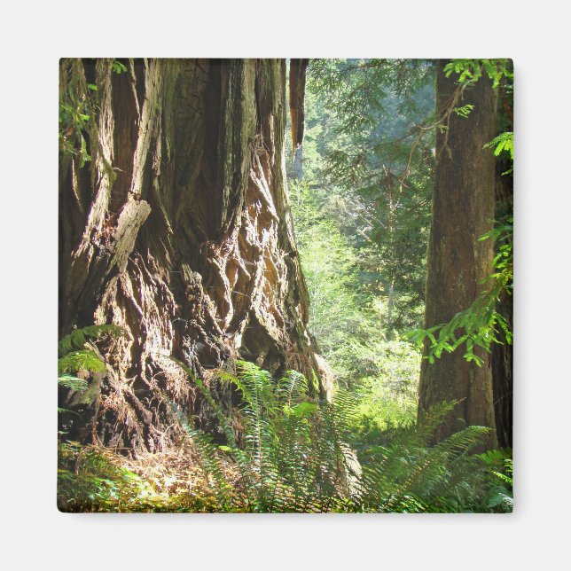 Redwood-träd magnet Stora Redwoods skog (Framsidan)
