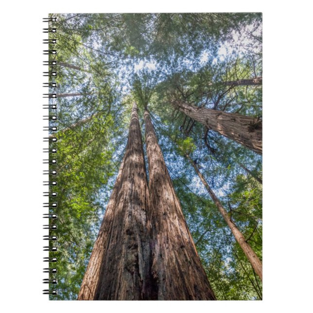 Redwood Träd | Marin County, Kalifornien Anteckningsbok (Framsidan)