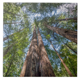 Redwood Träd Marin County, Kalifornien Kakelplatta