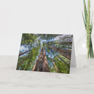 Redwood-träd Marin County, Kalifornien Kort