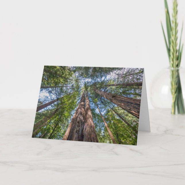 Redwood Träd | Marin County, Kalifornien Kort (Framsida)