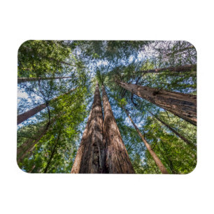 Redwood Träd Marin County, Kalifornien Magnet