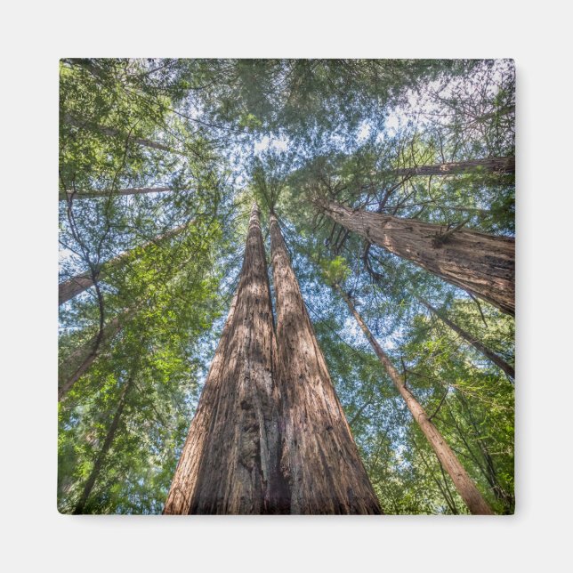 Redwood Träd | Marin County, Kalifornien Magnet (Framsidan)