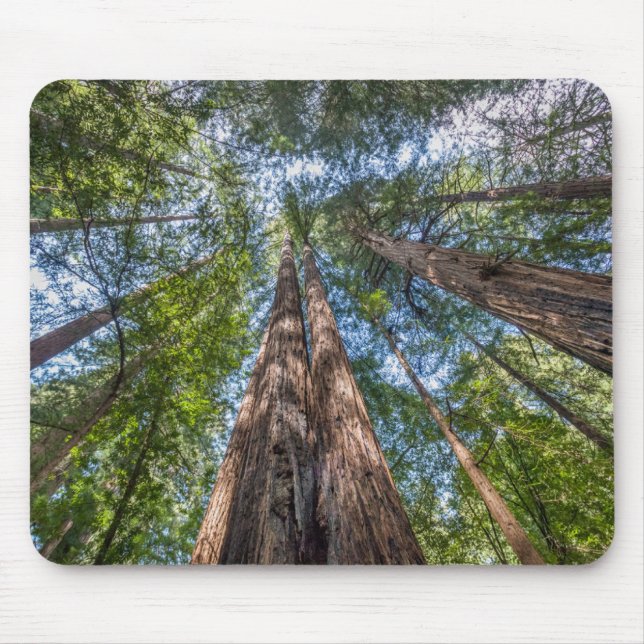 Redwood Träd | Marin County, Kalifornien Musmatta (Framsidan)