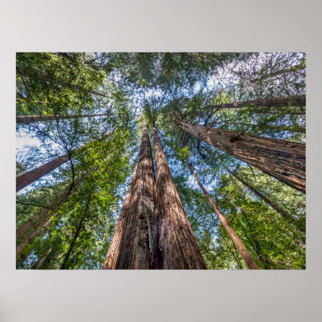 Redwood Träd | Marin County, Kalifornien Poster (Framsidan)