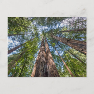 Redwood Träd Marin County, Kalifornien Vykort