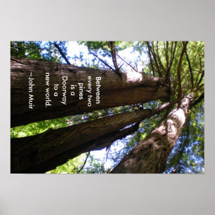 Redwood Träd Muir Quote Poster