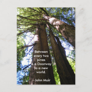 Redwood Träd Muir Quote Vykort