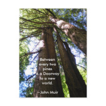 Redwood Träd Muir Quote