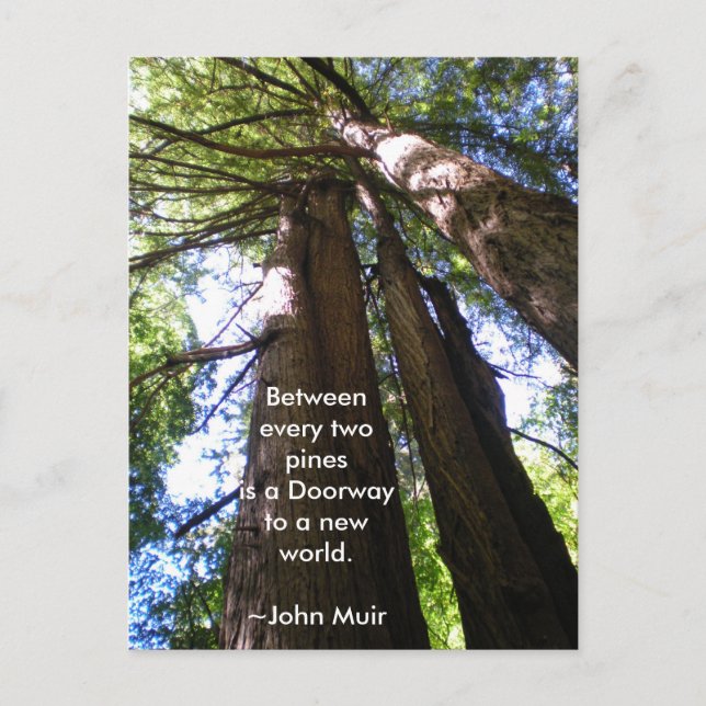 Redwood Träd Muir Quote Vykort (Framsida)