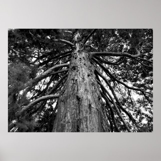 Redwood Träd Photograph Poster (Framsidan)