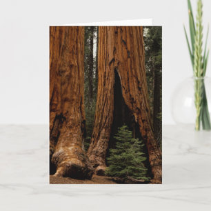 Redwood Träd, Sequoia National Park. Kort