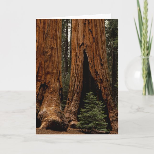 Redwood Träd, Sequoia National Park. Kort (Framsida)