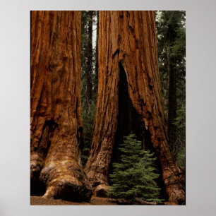 Redwood Träd, Sequoia National Park. Poster