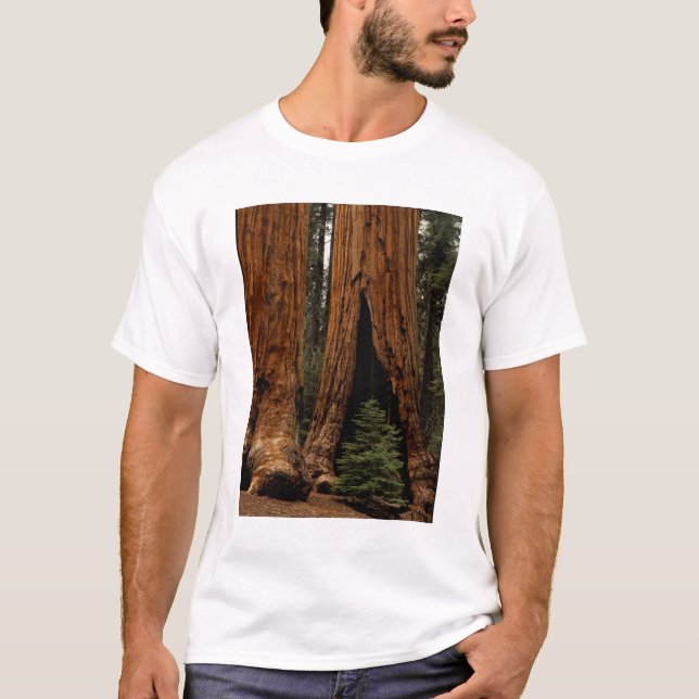 Redwood Träd, Sequoia National Park. Tee Shirt (Framsida)