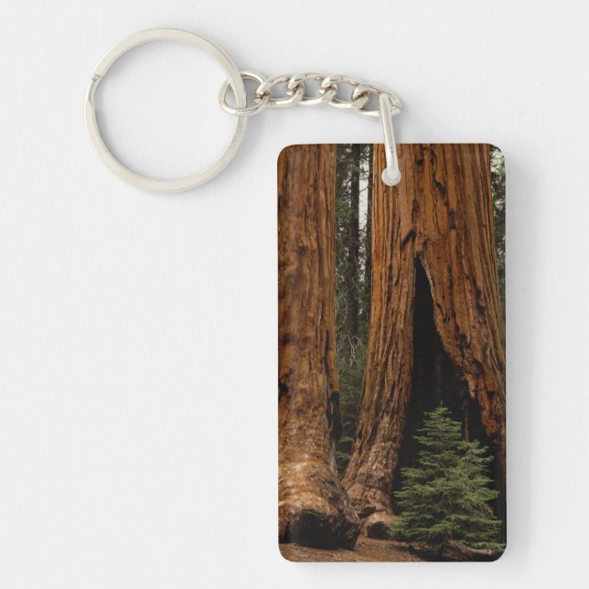 Redwood-träd, Sequoia nationalpark. (Framsidan)