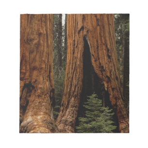 Redwood-träd, Sequoia nationalpark. Anteckningsblock