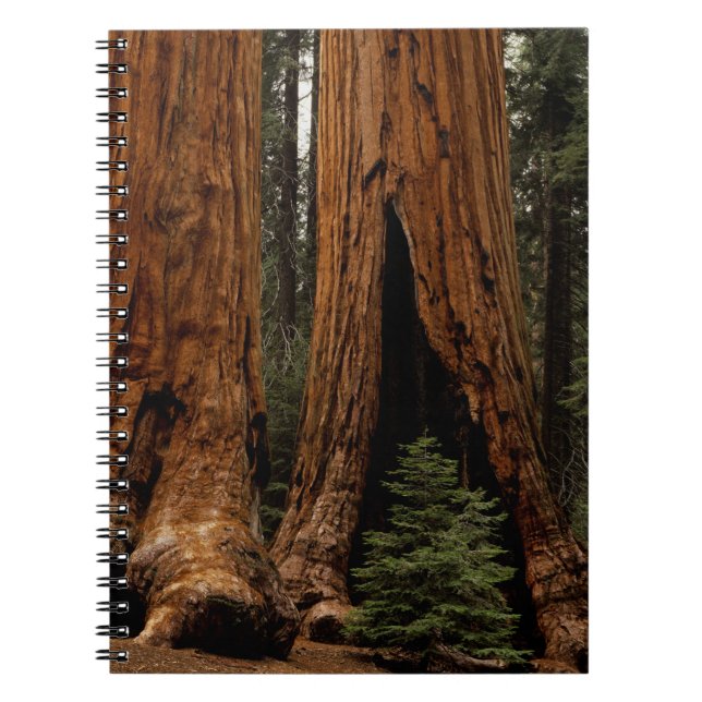 Redwood-träd, Sequoia nationalpark. Anteckningsbok (Framsidan)