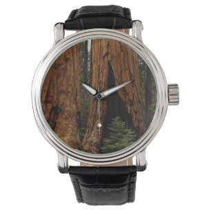 Redwood-träd, Sequoia nationalpark. Armbandsur